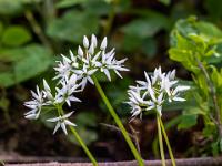 Mehrere Bärlauchblüten Stängel